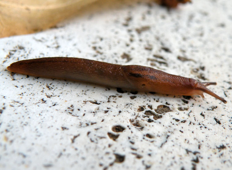 Deja vu: Lehmannia valentiana